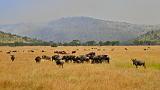 TANZANIA - Serengeti National Park - Migrazione Gnu - 14